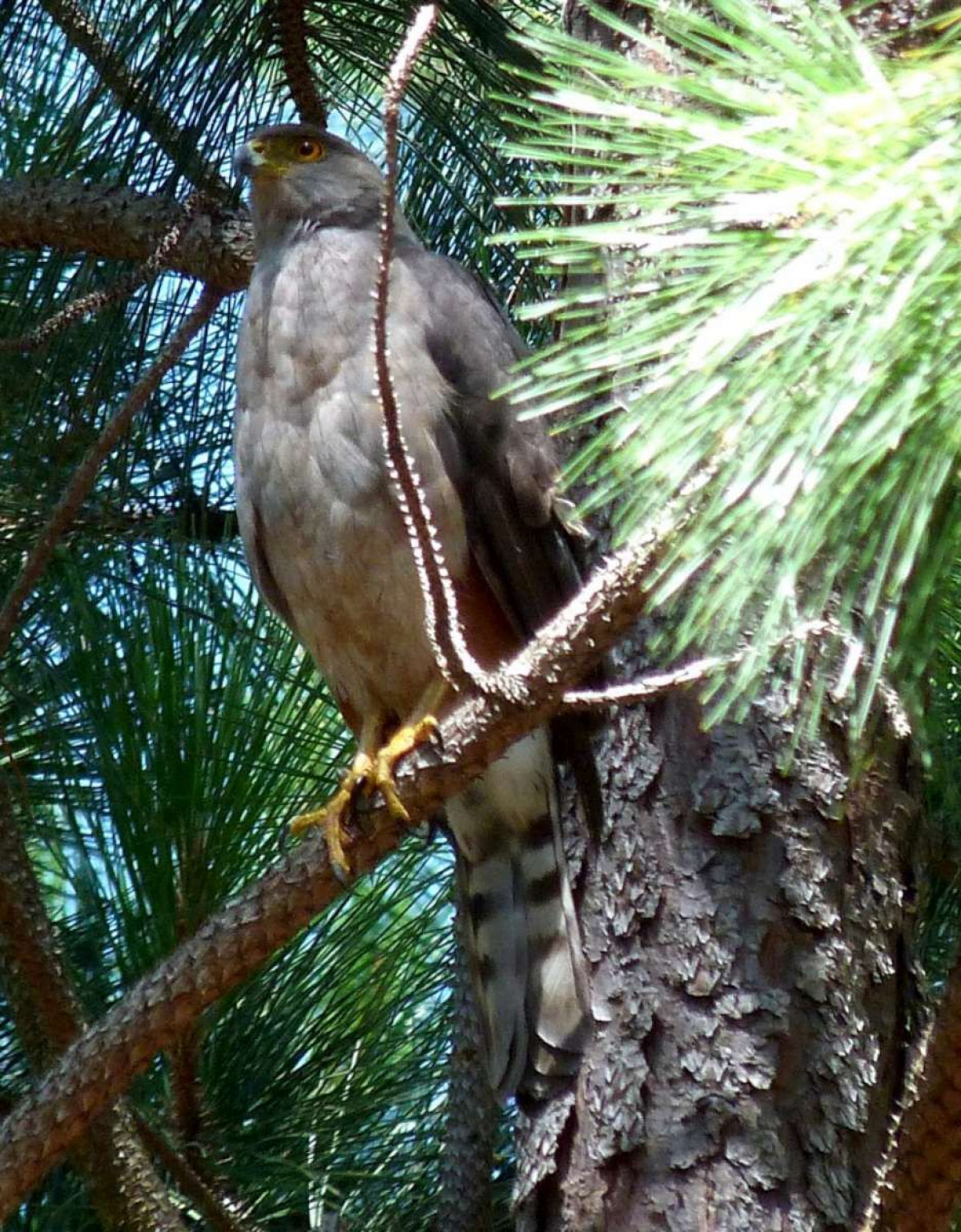 Image from the project