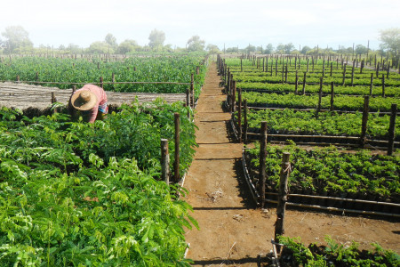 Image of the Eden Reforestation Projects project