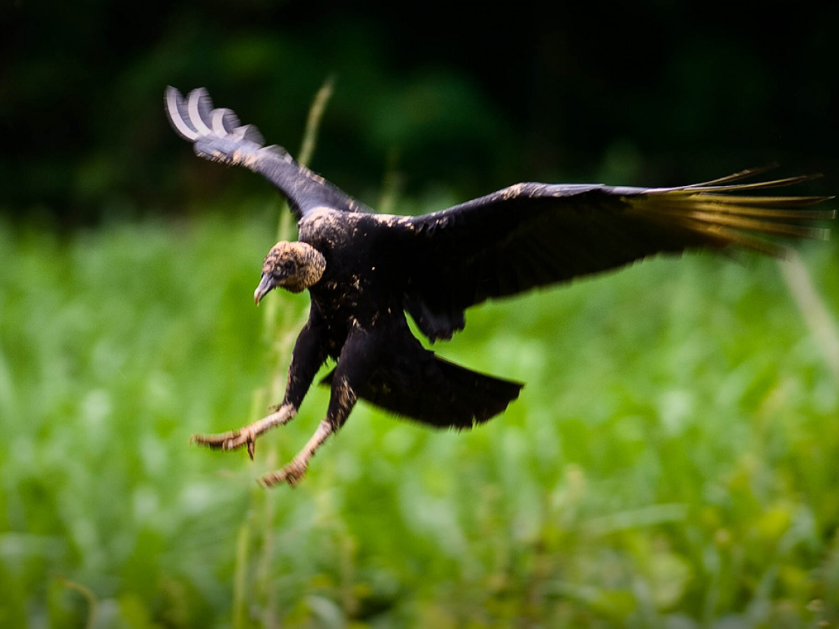 Image from the project